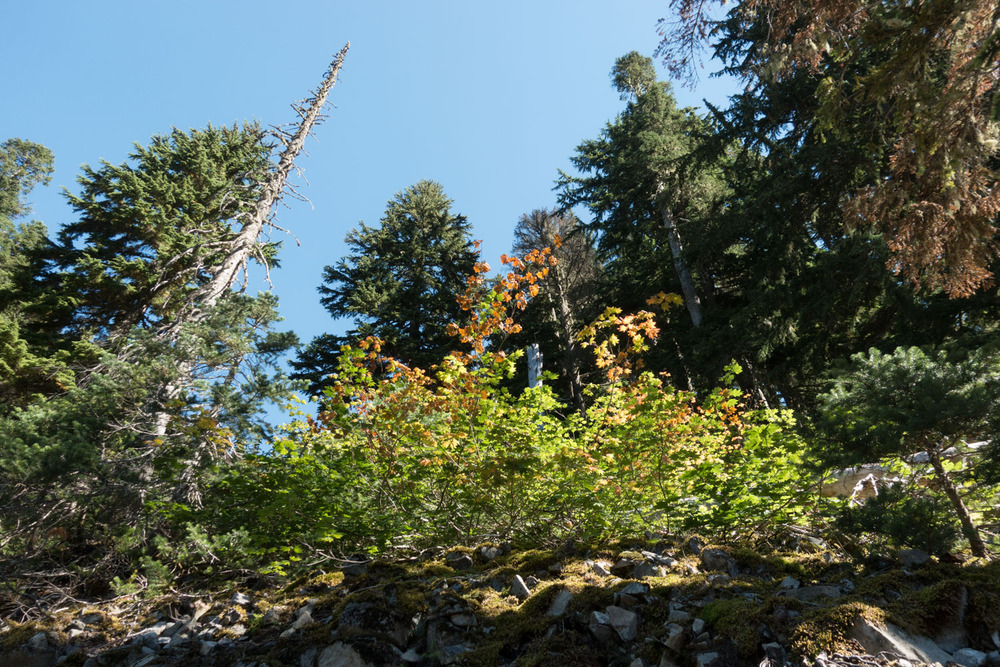 looking up at a slope of brush