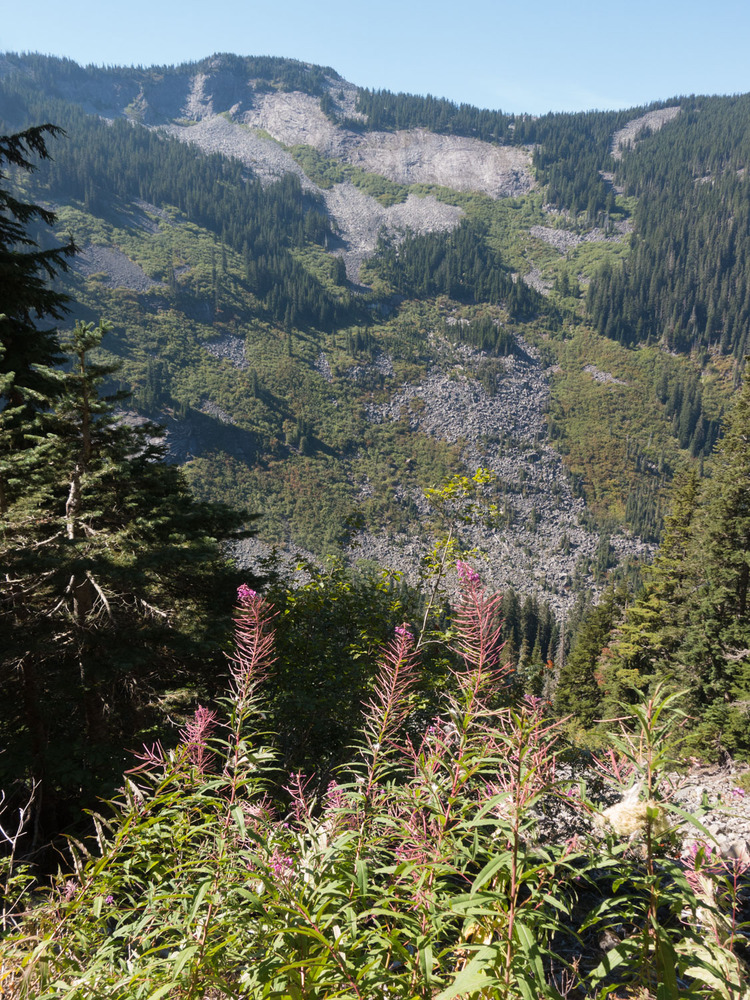 pink flowers against talus slopes on the other side of the valley