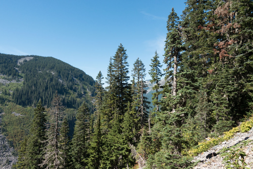 trees on the side of a slope