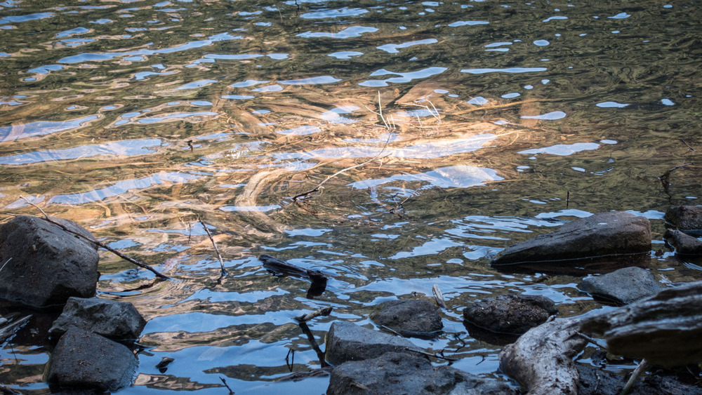 ripples and reflections on the surface of the lake