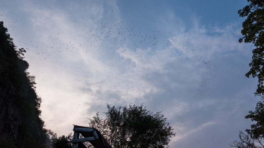 bats streaming out of the cave