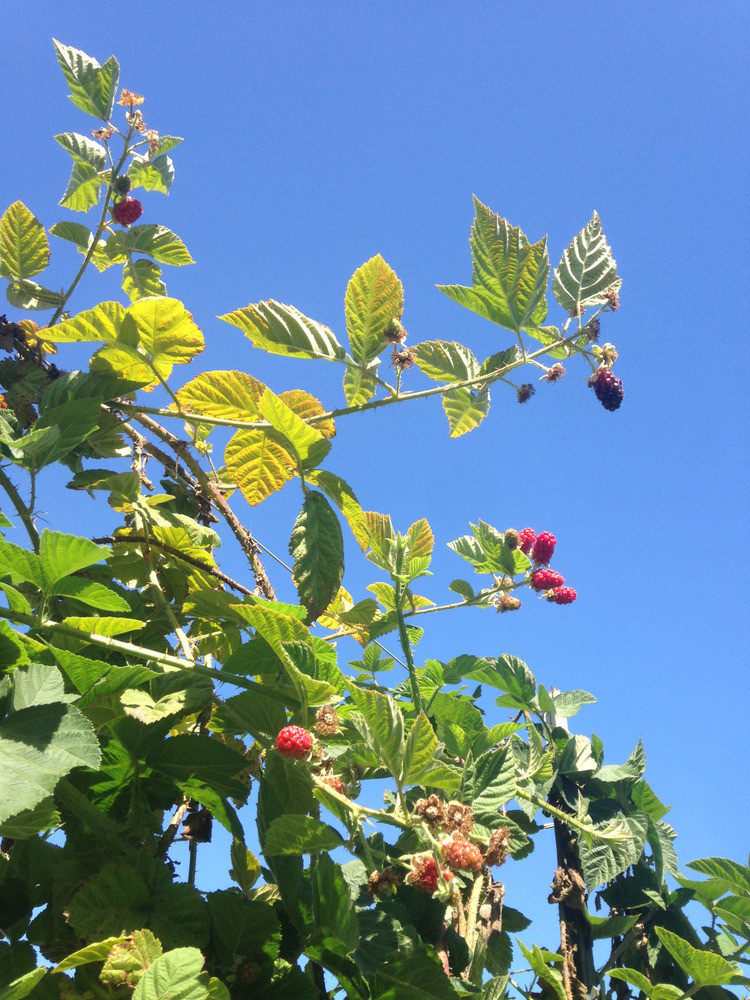 berries silhouetted against the sky