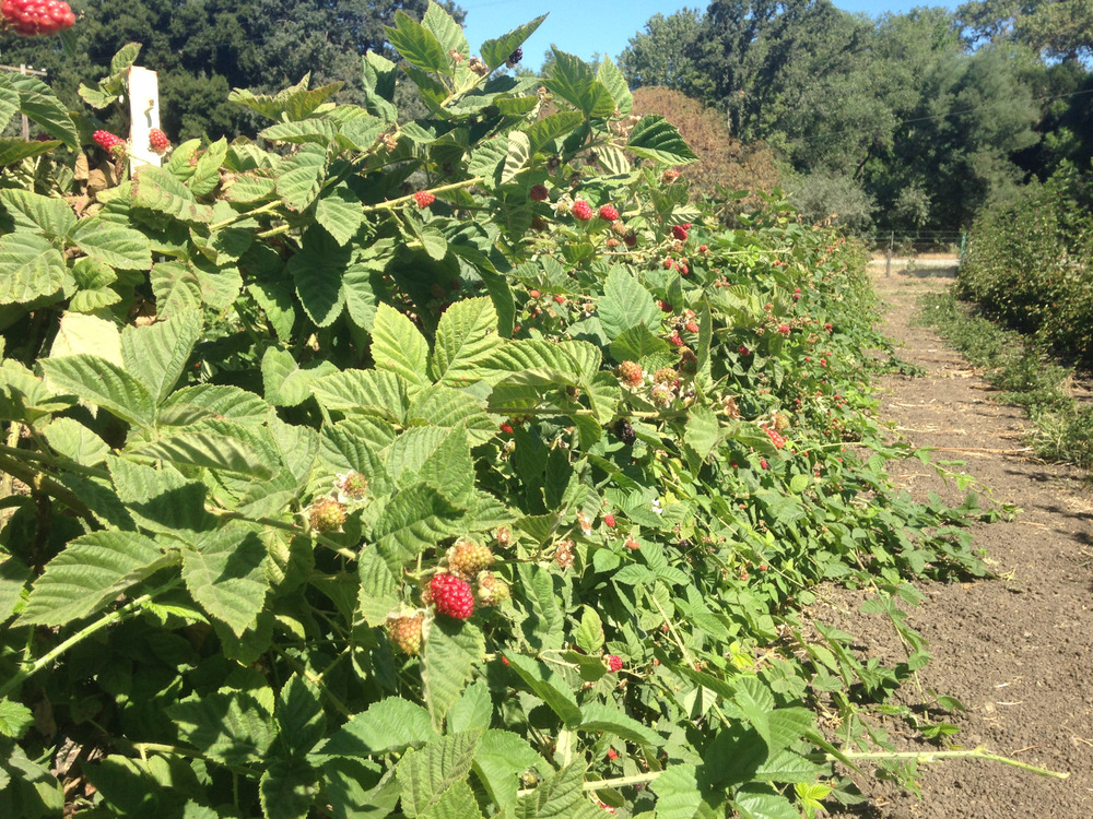 rows of berry bushes