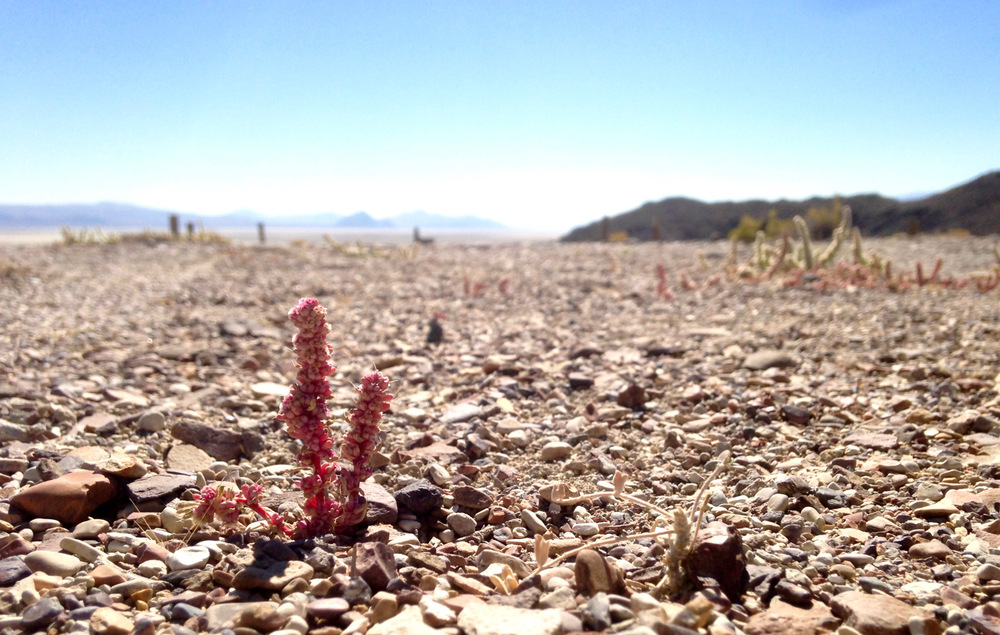 closeup of desert flora and shale