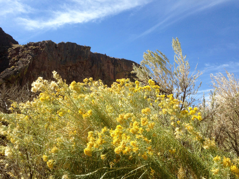 yellow flowers