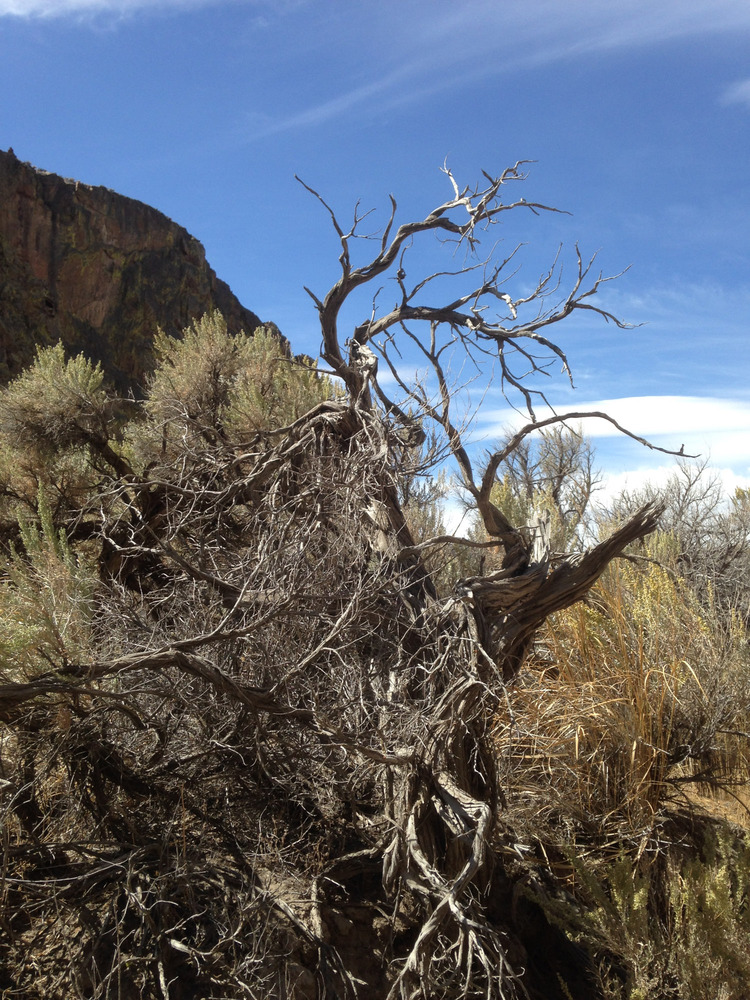 dead tree