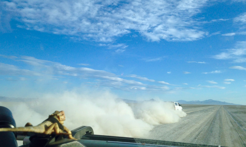 plastic lizard on the dashboard