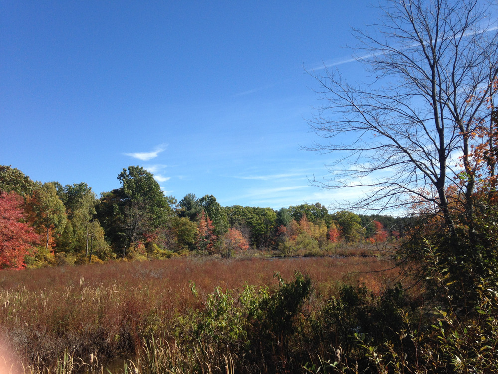 field surrounded by colorful trees