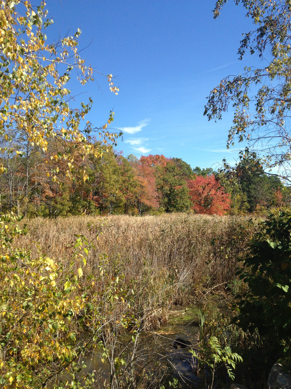 field surrounded by colorful trees, vertical