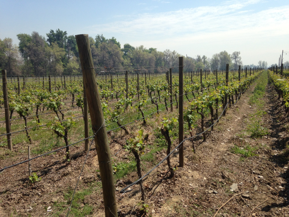 vines in the field