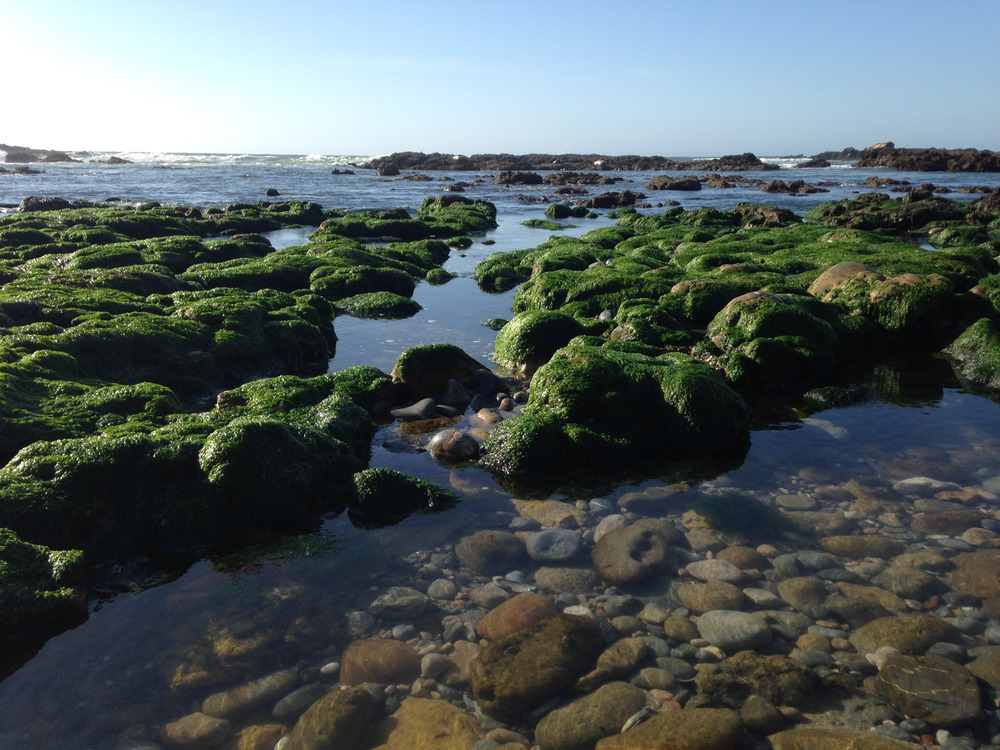 algae growing on rocks