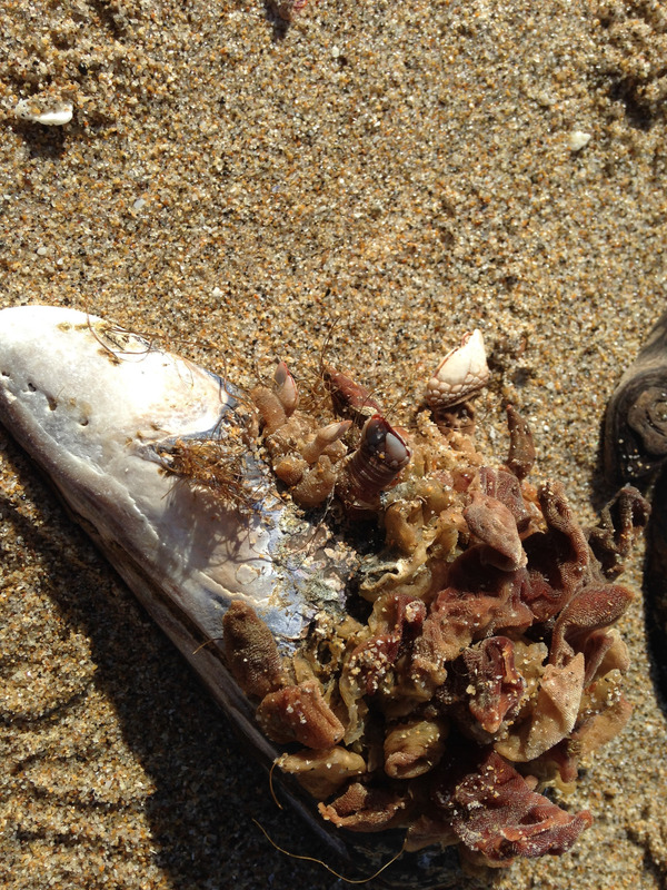 goose barnacles on a shell