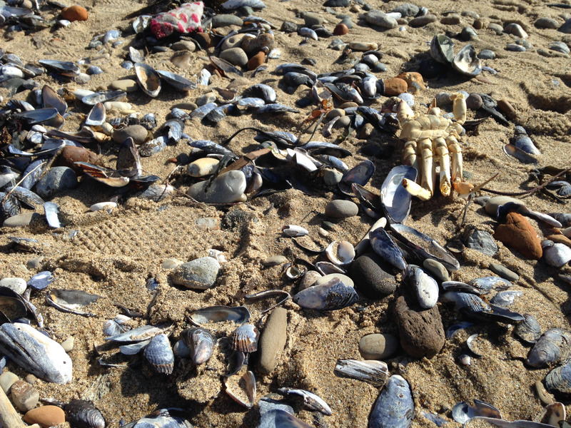 many shells on the beach