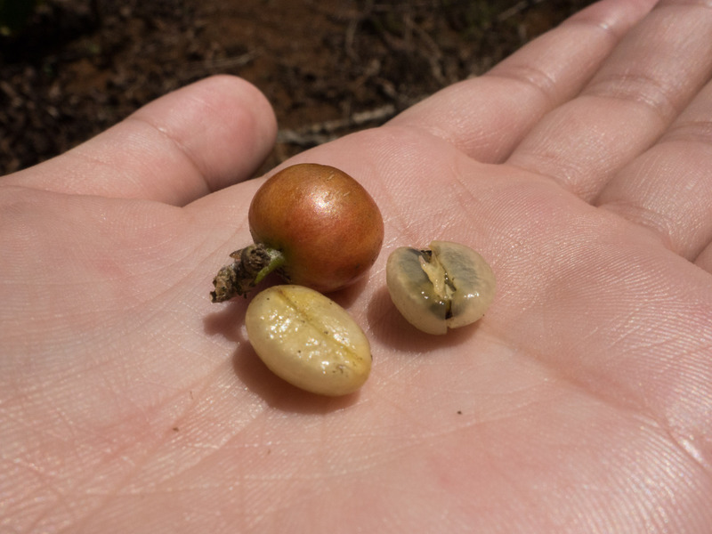 peeled coffee beans