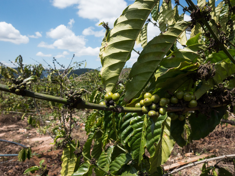 coffe plants