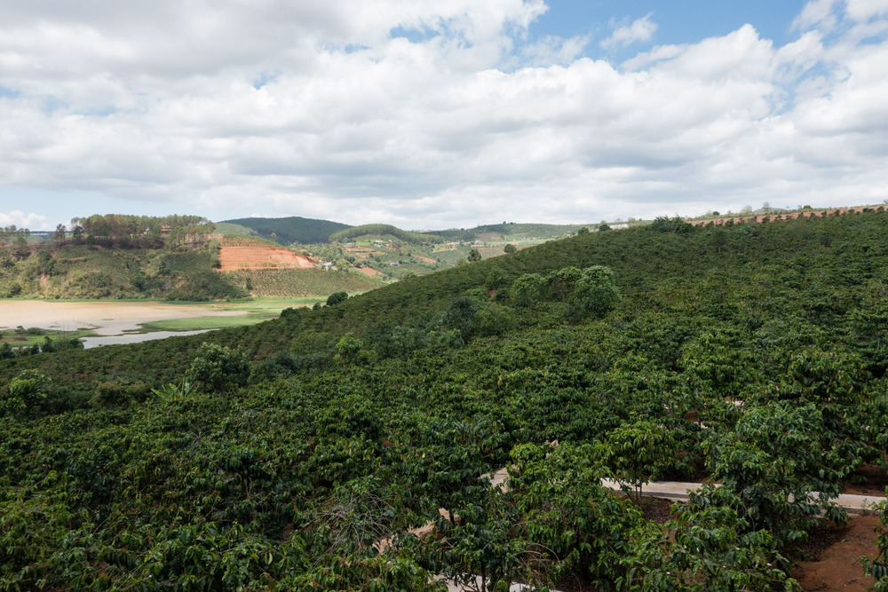 coffee plantation