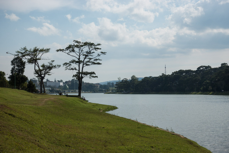 tall trees on the lake shore