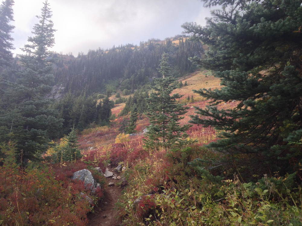 colorful alpine meadown