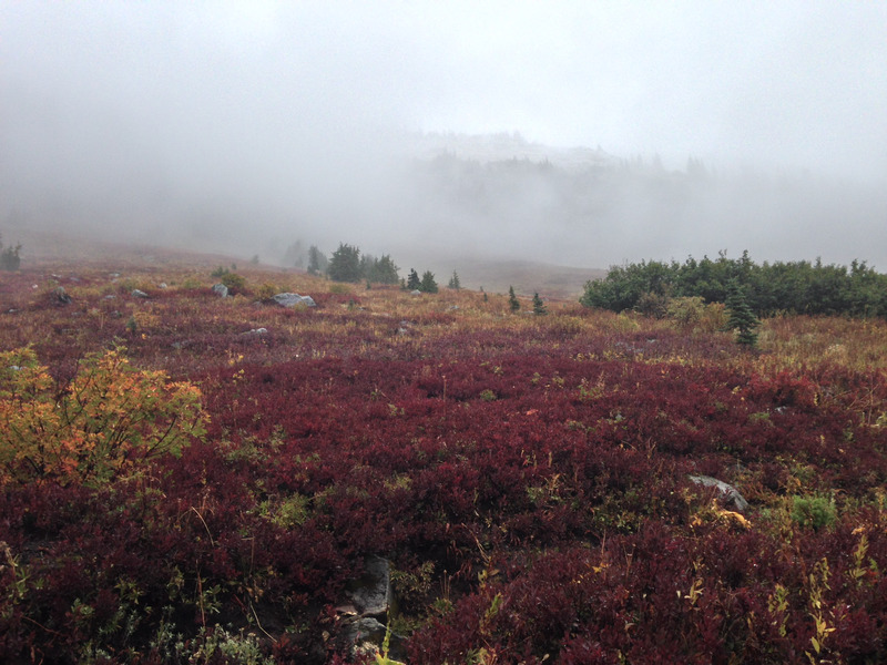 alpine meadow in the fog