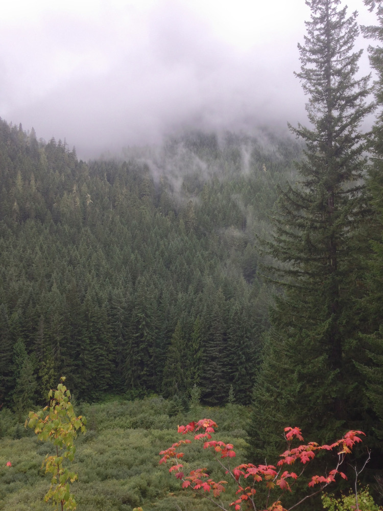 valley shrouded in fog