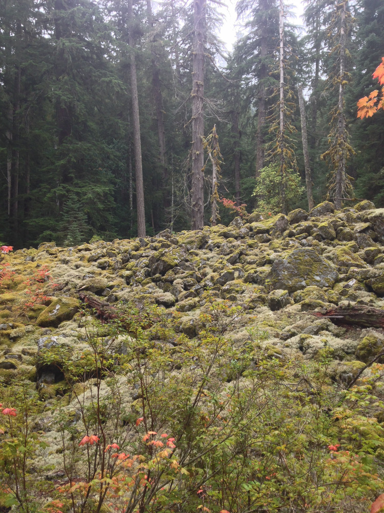 moss covering an old rock slide