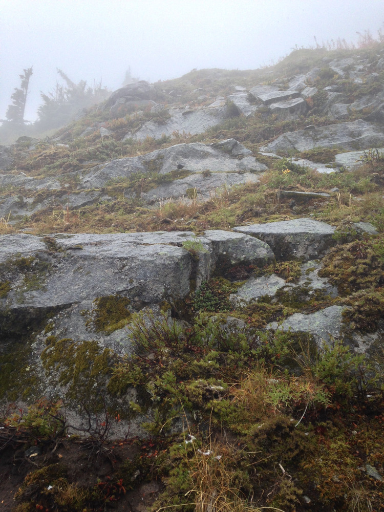 mossy rocks next to the trail