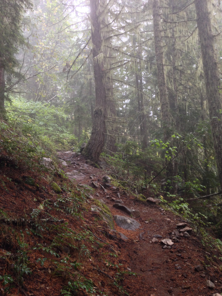 foggy trail