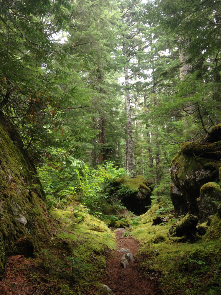 moss covering the side of the trail