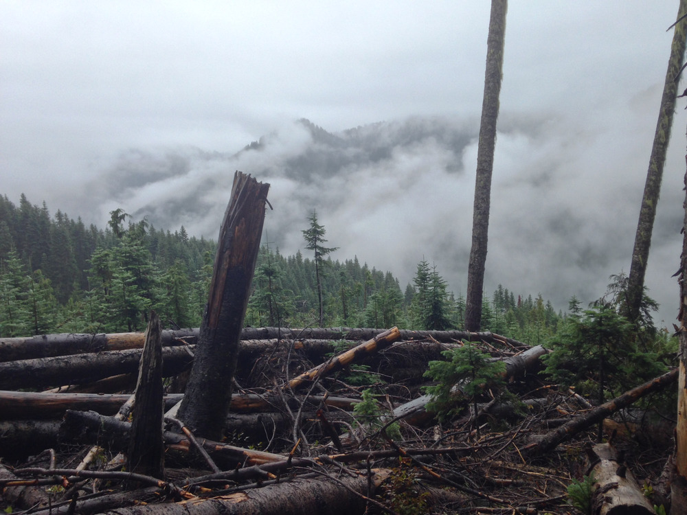 fallen trees in front of a foggy hillside