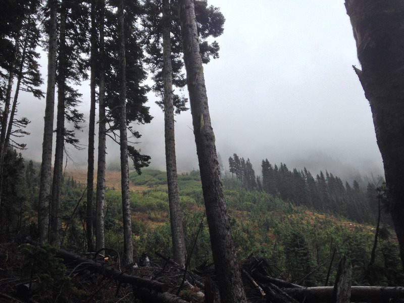 trees in front of a foggy hillside