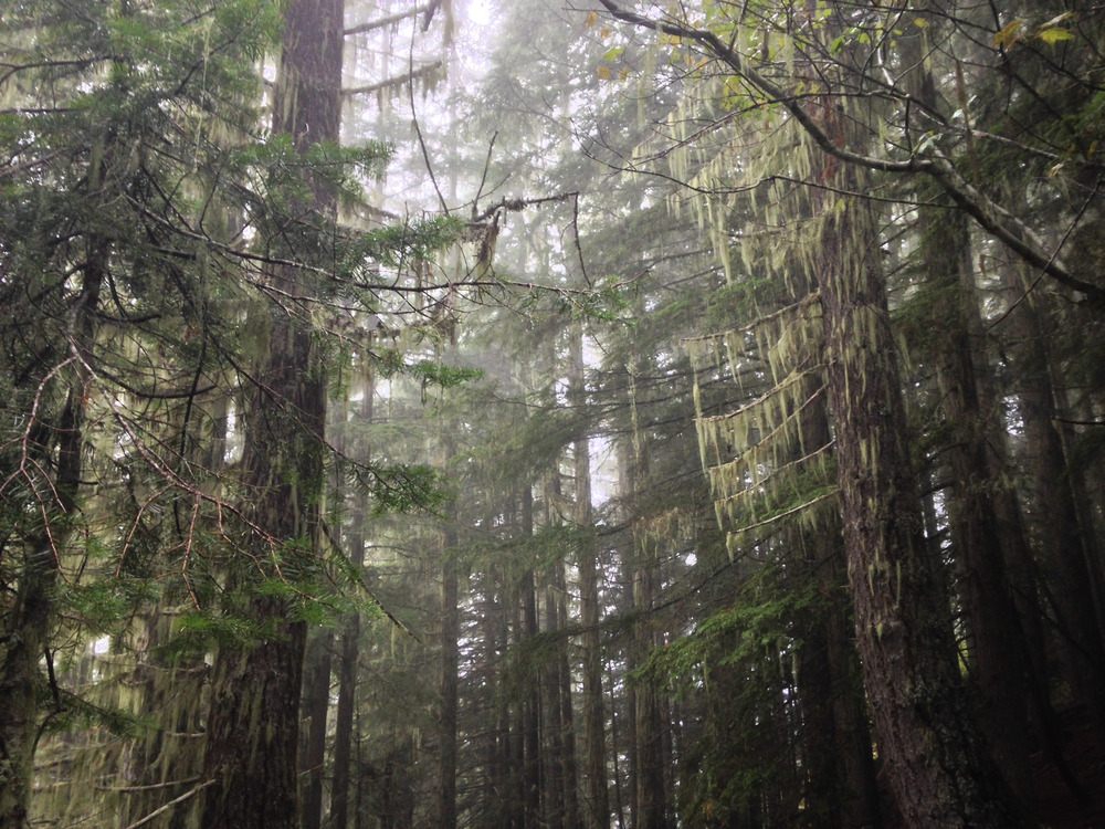 moss hanging from the trees