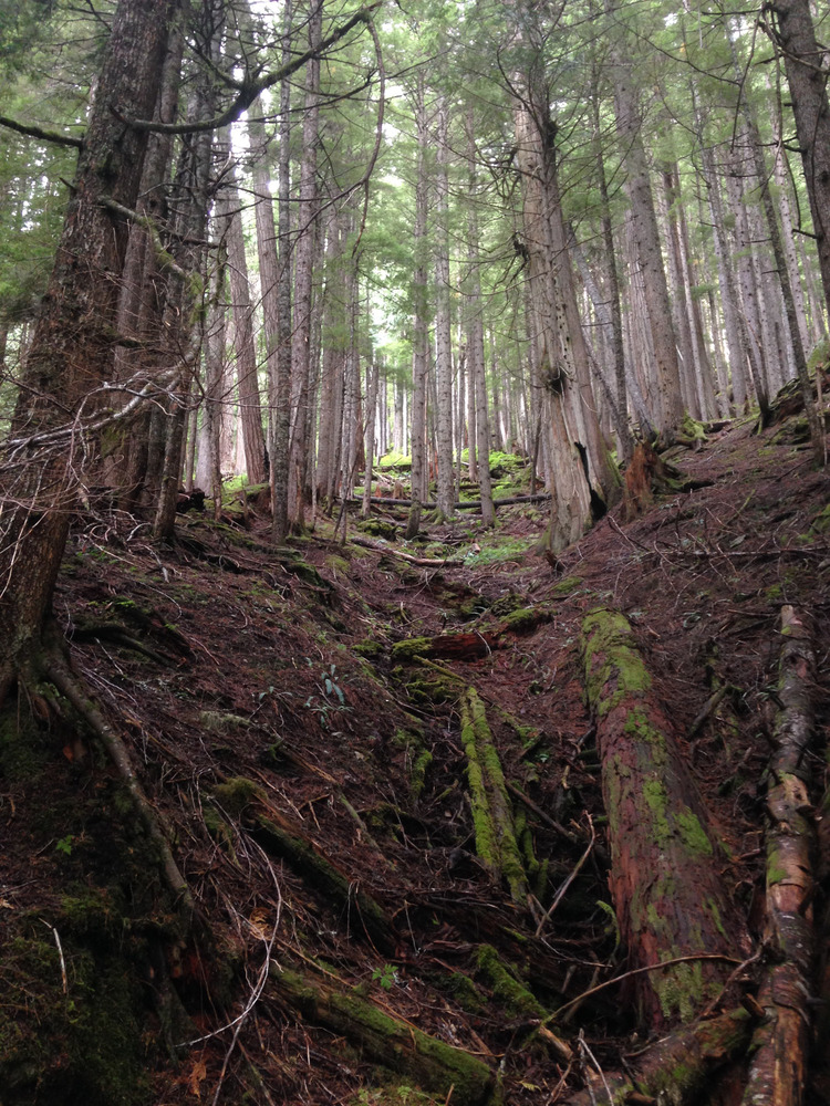 trees and undergrowth