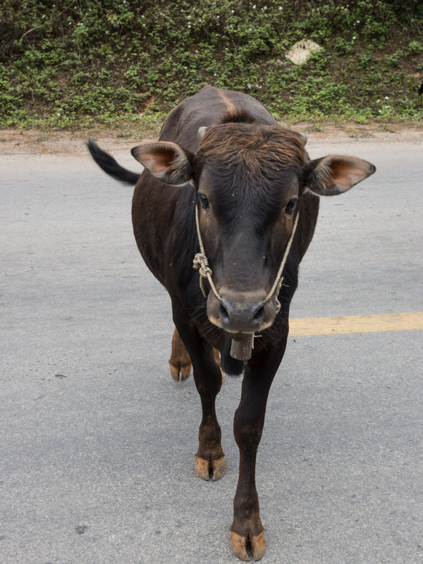 curious dark brown cow