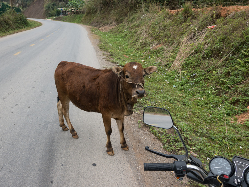 curious brown cow