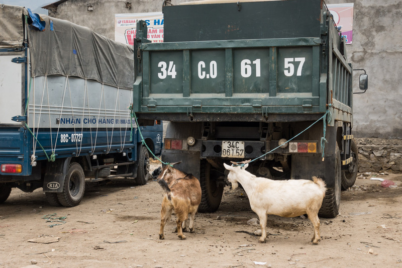 goats tied to the back of a truck