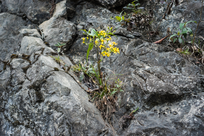 yellow flowers growing on rocks