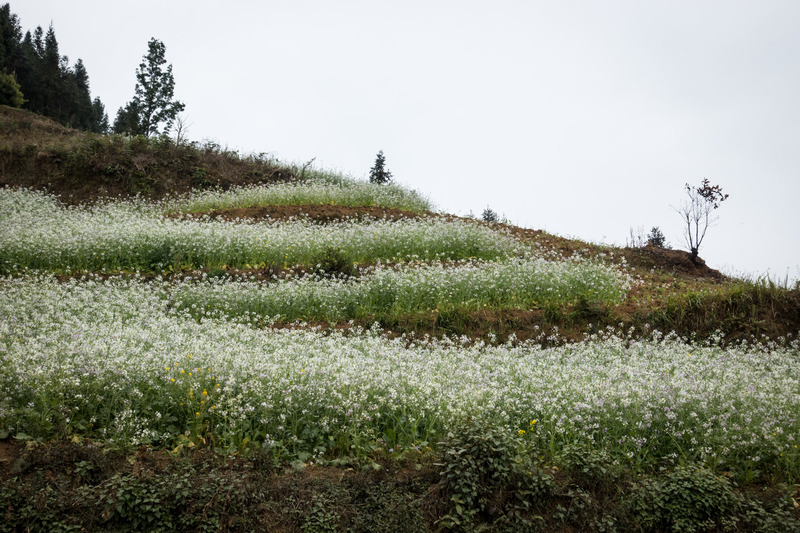white flowers growing in terraces
