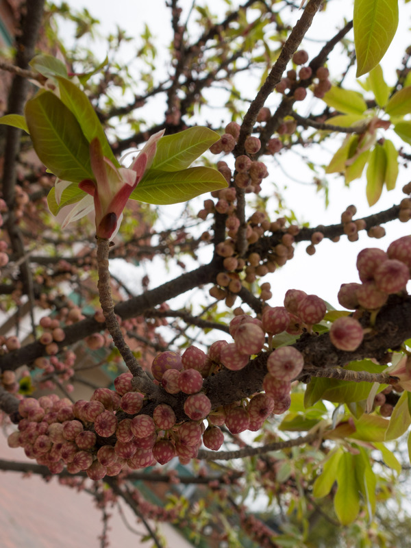 colorful spotted berries