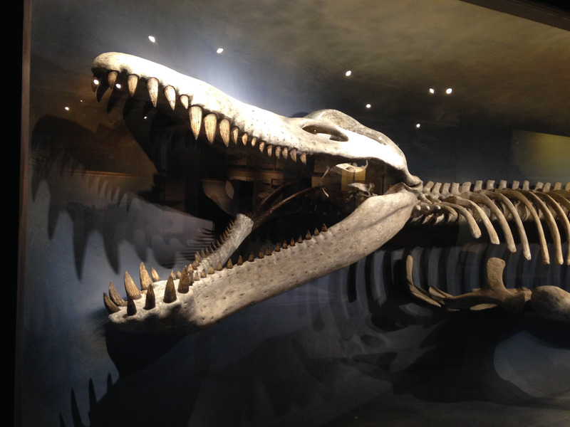 Kronosaurus skeleton