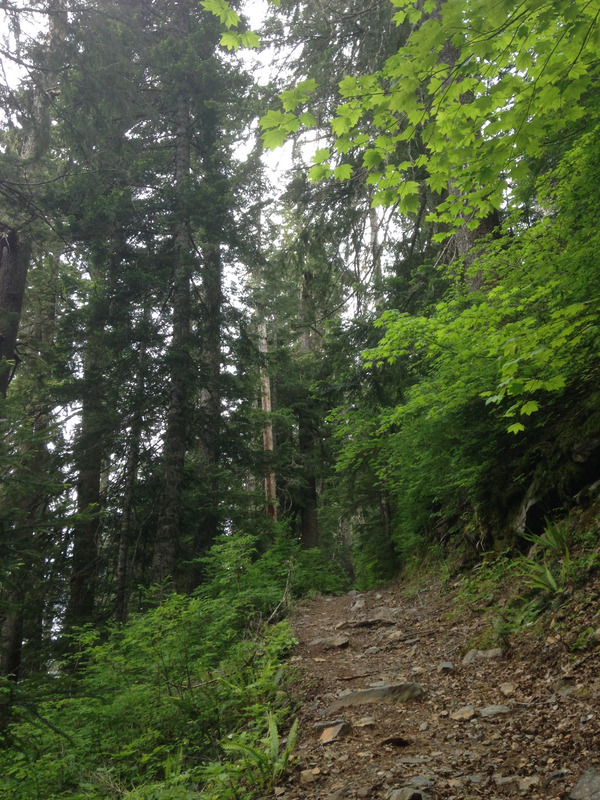 trees near the trail