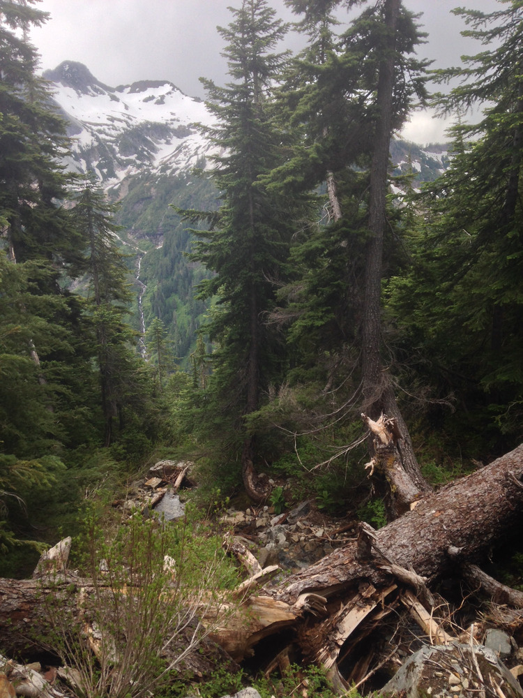 logs and trees