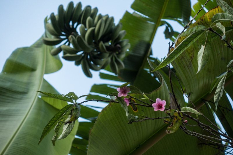 banana tree