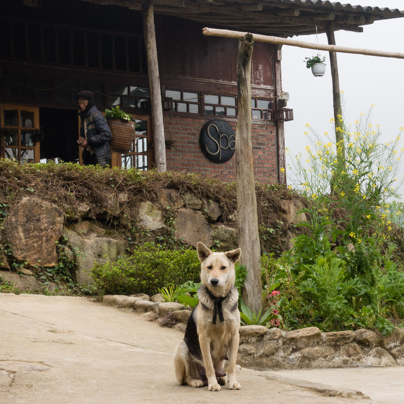 dog in front of the neighbor's house