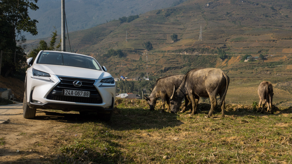 water buffalo near a car