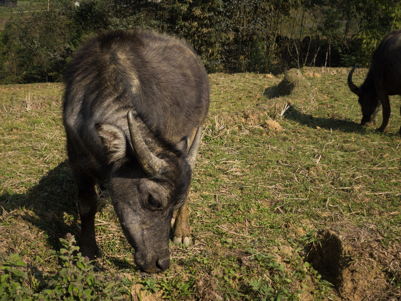 water buffalo