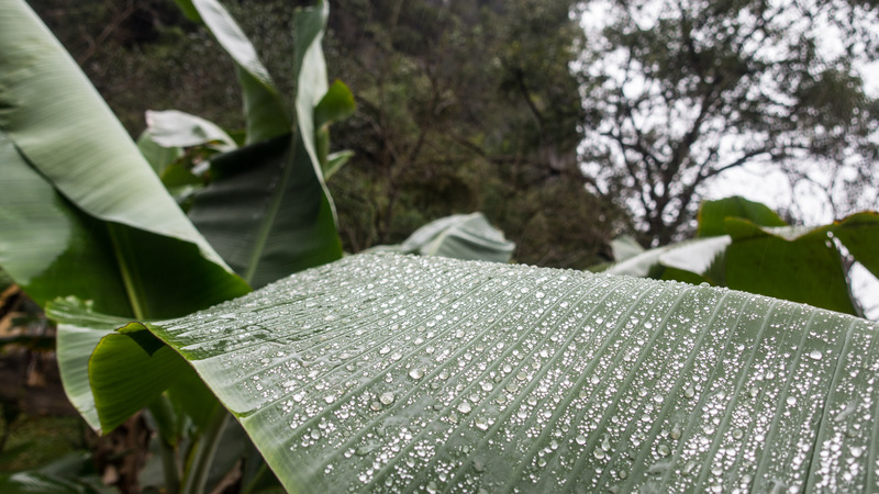 dew on a banana leaf