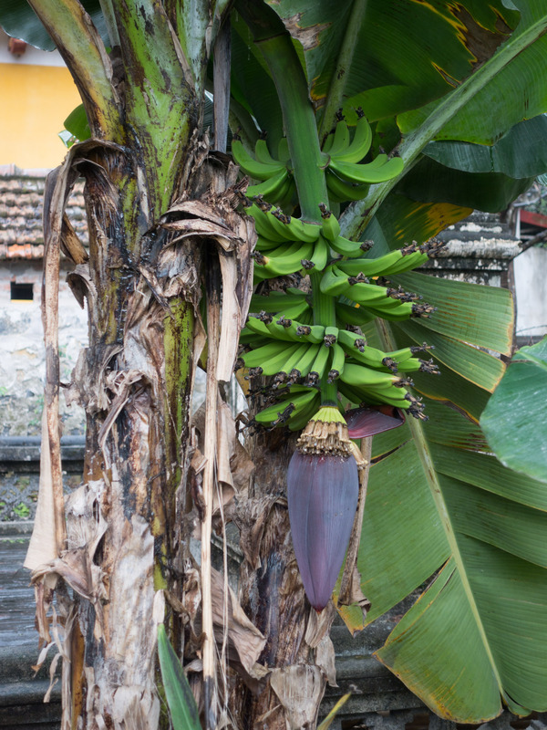 banana fruit and flower on the tree
