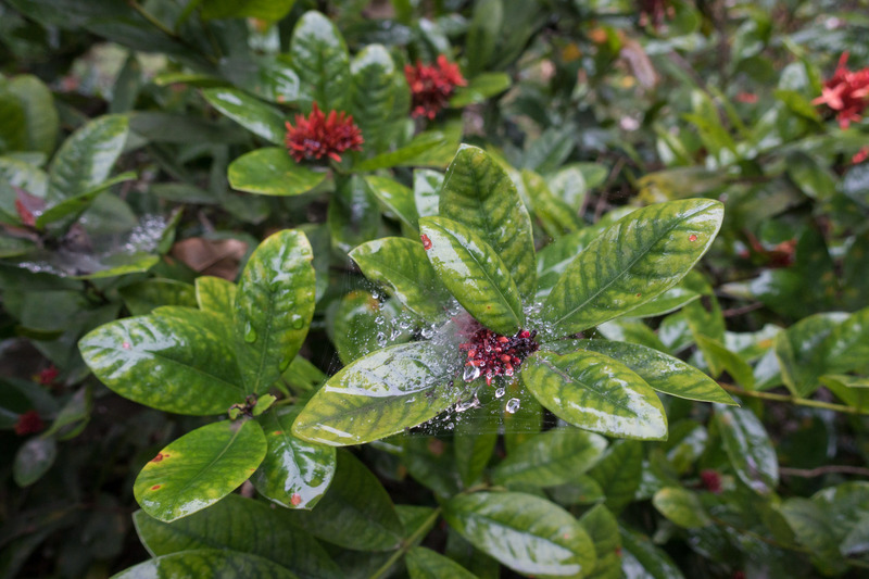 dew and spiderwebs on a plant