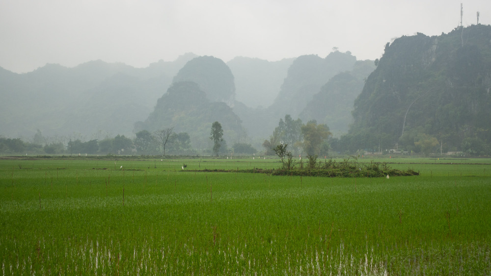 flooded rice paddy with egrets