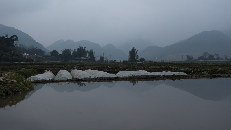 covered rice paddies